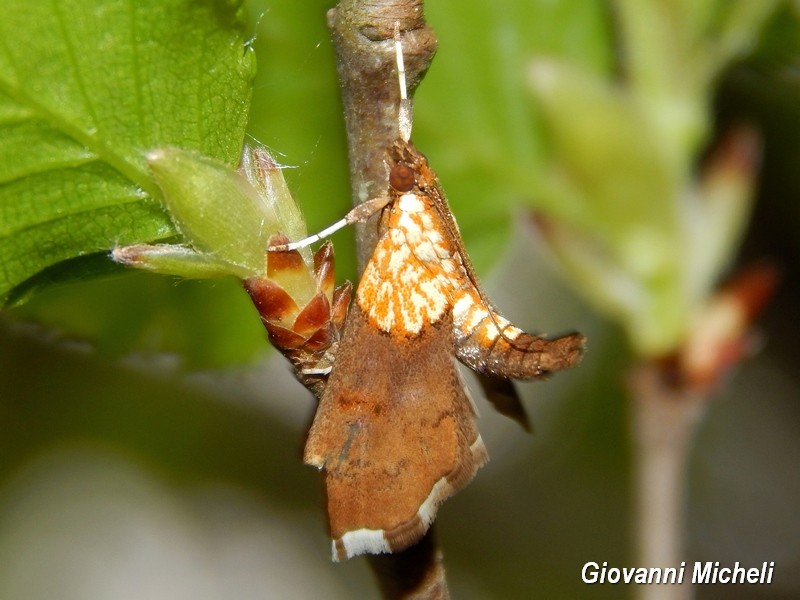 Agrotera nemoralis Crambidae